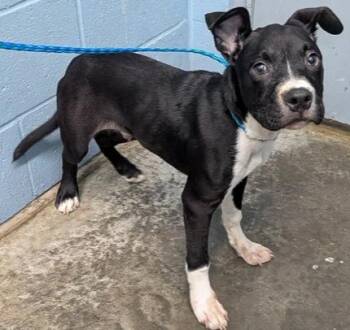 Chorizo -  Boxer Dog for Adoption in Evansville, Indiana - Chorizo | PetCurious