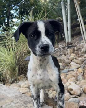 Knix -  Collie and Australian Cattle Dog Blue Heeler Dog for Adoption in Littleton, Colorado - Knix | PetCurious
