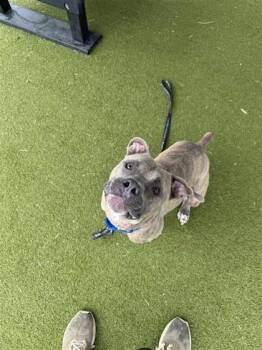 Bobby -  Mixed Breed Dog for Adoption in West Chester, Pennsylvania - Bobby | PetCurious