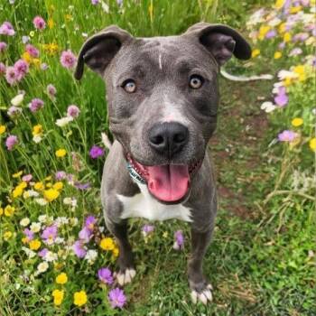 Pit Bull Terrier Dogs Available for Adoption - BLUE | PetCurious