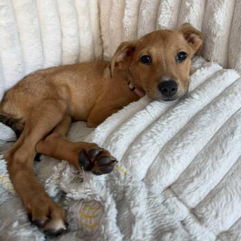 Chucky -  Labrador Retriever Dog for Adoption in Baldwin, Maryland - Chucky | PetCurious