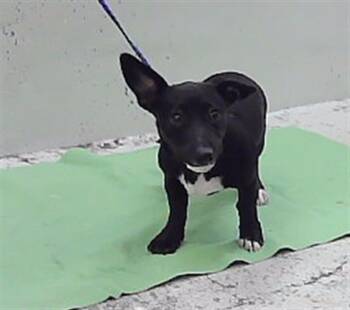 REMI -  Cardigan Welsh Corgi and Mixed Breed Dog for Adoption in Houston, Texas - REMI | PetCurious