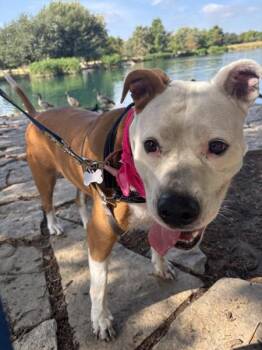 Tessa -  Mixed Breed and Pit Bull Terrier Dog for Adoption in Austin, Texas - Tessa | PetCurious