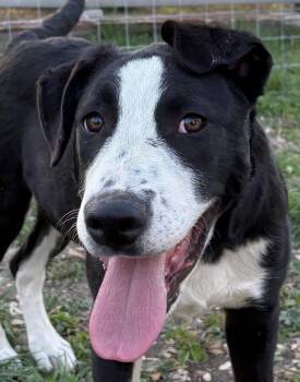 Labrador Retriever and Pointer Dogs Available for Adoption in Boerne, Texas - Curly | PetCurious