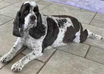 Rescue Cocker Spaniel Dogs for Adoption in Westminster, Maryland - Corky | PetCurious