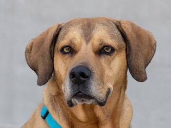 Mixed Breed Dogs Available for Adoption in Longmont, Colorado - Maisy | PetCurious