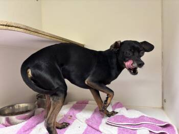 CHIP -  Chihuahua Dog for Adoption in Texas City, Texas - CHIP | PetCurious