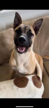 Rescue Black Mouth Cur and Shepherd Dogs for Adoption in Claremont, California - Thor | PetCurious