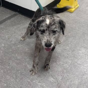 Lovel -  Mixed Breed Dog for Adoption in Philadelphia, Pennsylvania - Lovel | PetCurious