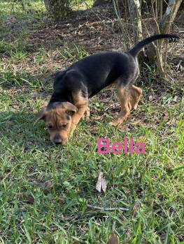 Labrador Retriever Dogs Available for Adoption - Bella | PetCurious