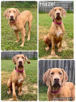 Hazel -  Vizsla Dog for Adoption in Enterprise, Alabama - Hazel | PetCurious