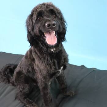 Rescue Standard Poodle and Labrador Retriever Dogs for Adoption in San Jacinto, California - Bernie | PetCurious
