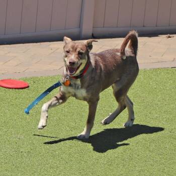 Mixed Breed Dogs Available for Adoption in Port Washington, New York - Ginger | PetCurious