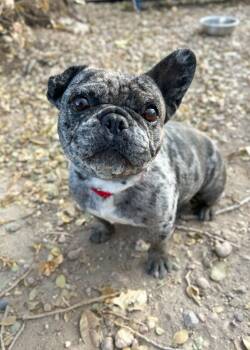 Rescue French Bulldog Dogs for Adoption in Severance, Colorado - Diva | PetCurious