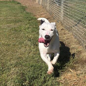 Moose -  Pit Bull Terrier Dog for Adoption in Benton Harbor, Michigan - Moose | PetCurious
