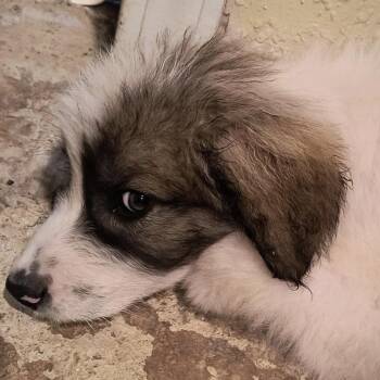 Maverick -  Great Pyrenees Dog for Adoption in Pittsburg, Kansas - Maverick | PetCurious
