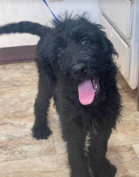 King Winston McSniff -  Schnauzer Dog for Adoption in Sedalia, Colorado - King Winston McSniff | PetCurious