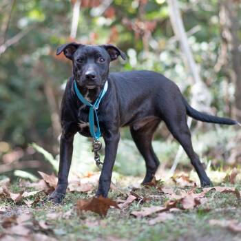 Black Labrador Retriever and Mixed Breed Dogs Available for Adoption in Lucedale, Mississippi - LYRIC | PetCurious
