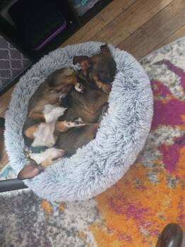 Rex -  Chihuahua and Dachshund Dog for Adoption in Boulder, Colorado - Rex | PetCurious