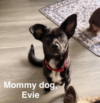 Poppy -  Spaniel and Terrier Dog for Adoption in Willingboro, New Jersey - Poppy | PetCurious