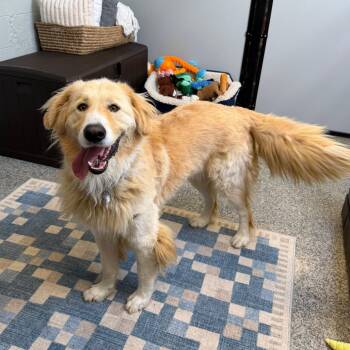 Bear -  Great Pyrenees and Mixed Breed Dog for Adoption in Falls Church, Virginia - Bear | PetCurious