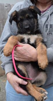 Puppy Cinder -  German Shepherd Dog Dog Available for Adoption in Fulton, California - Puppy Cinder | PetCurious