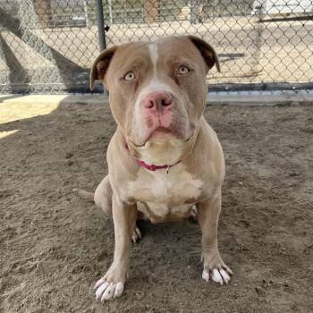 Pit Bull Terrier and Mixed Breed Dogs Available for Adoption in Thousand Palms, California - ROCK LEE | PetCurious