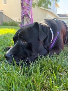 Forest -  Pit Bull Terrier Dog for Adoption in Roseville, California - Forest | PetCurious