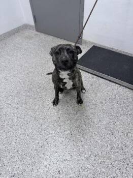 Terrier and Mixed Breed Dogs Available for Adoption - Alysa Liu | PetCurious