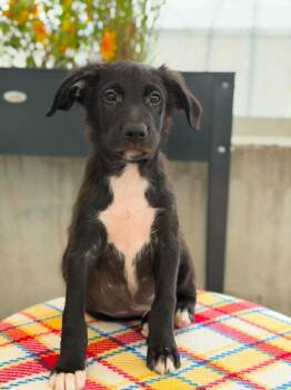 Toy Story Litter - Rex -  Mixed Breed Dog for Adoption in Savage, Minnesota - Toy Story Litter - Rex | PetCurious
