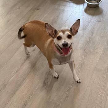 Sadie -  Mixed Breed Dog for Adoption in Southside, Tennessee - Sadie | PetCurious