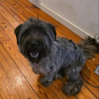 Grayson -  Giant Schnauzer and Labradoodle Dog Available for Adoption in Manvel, Texas - Grayson | PetCurious