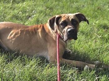 Honey -  Boerboel Dog for Adoption in Golden Valley, Minnesota - Honey | PetCurious