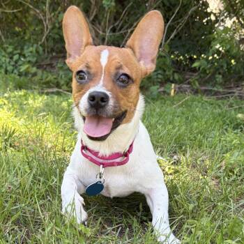 Babygirl -  Rat Terrier Dog for Adoption - Babygirl | PetCurious