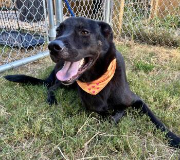 Midnight ( knows commands ) -  German Shepherd Dog and Black Labrador Retriever Dog for Adoption in Greeneville, Tennessee - Midnight ( Knows Commands ) | PetCurious