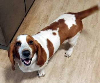 Basset Hound Dogs Available for Adoption in Hamilton, New Jersey - JEMMA 2 | PetCurious