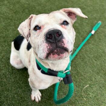 Peppa -  Mixed Breed Dog for Adoption in Philadelphia, Pennsylvania - Peppa | PetCurious