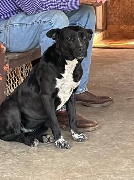 Rescue Mixed Breed Dogs for Adoption in Bruce, Mississippi - Maggie | PetCurious