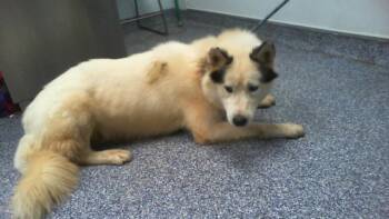 BENJI -  Siberian Husky Dog for Adoption in Charlotte, North Carolina - BENJI | PetCurious