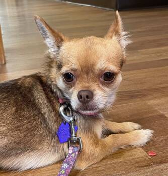 Lady -  Chihuahua and Yorkshire Terrier Dog for Adoption in Spooner, Wisconsin - Lady | PetCurious