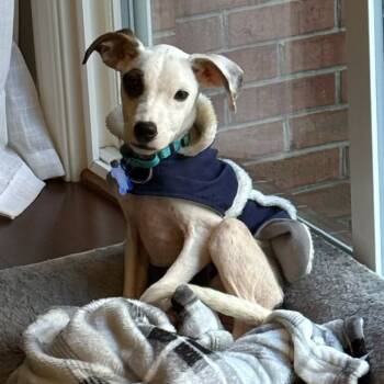 Rescue Rat Terrier Dogs for Adoption in Phoenix, Maryland - Scorpio | PetCurious