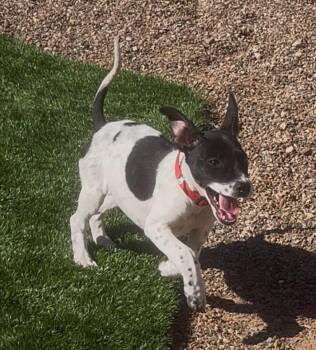 Australian Cattle Dog Blue Heeler Dogs Available for Adoption in Tucson, Arizona - Lucky | PetCurious
