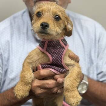 Milo -  Chihuahua and Yorkshire Terrier Dog for Adoption in Midland, Texas - Milo | PetCurious