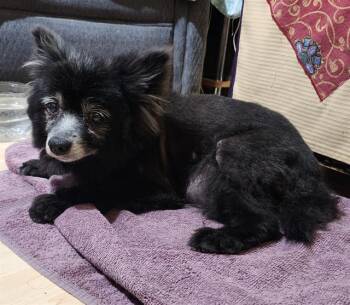 MILLY -  Pomeranian Dog for Adoption in San Antonio, Texas - MILLY | PetCurious