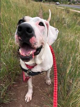 Pinky -  American Bulldog Dog for Adoption in Golden, Colorado - Pinky | PetCurious