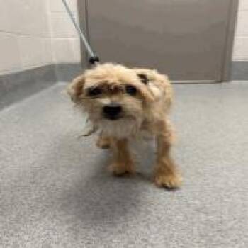 Betsy -  Maltese Dog for Adoption in Indianapolis, Indiana - Betsy | PetCurious