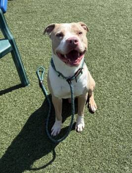 Pit Bull Terrier Dogs Available for Adoption in Cleveland, Ohio - Vesper | PetCurious