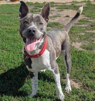 Marni -  Pit Bull Terrier and Mixed Breed Dog for Adoption in Yankton, South Dakota - Marni | PetCurious