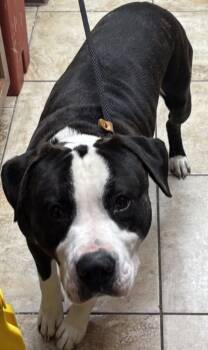 Rescue Mixed Breed Dogs for Adoption in Cincinnati, Ohio - Pugsley | PetCurious