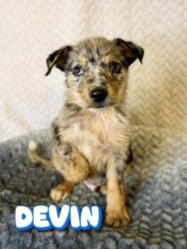 Devin -  Australian Cattle Dog Blue Heeler Dog for Adoption in Boerne, Texas - Devin | PetCurious